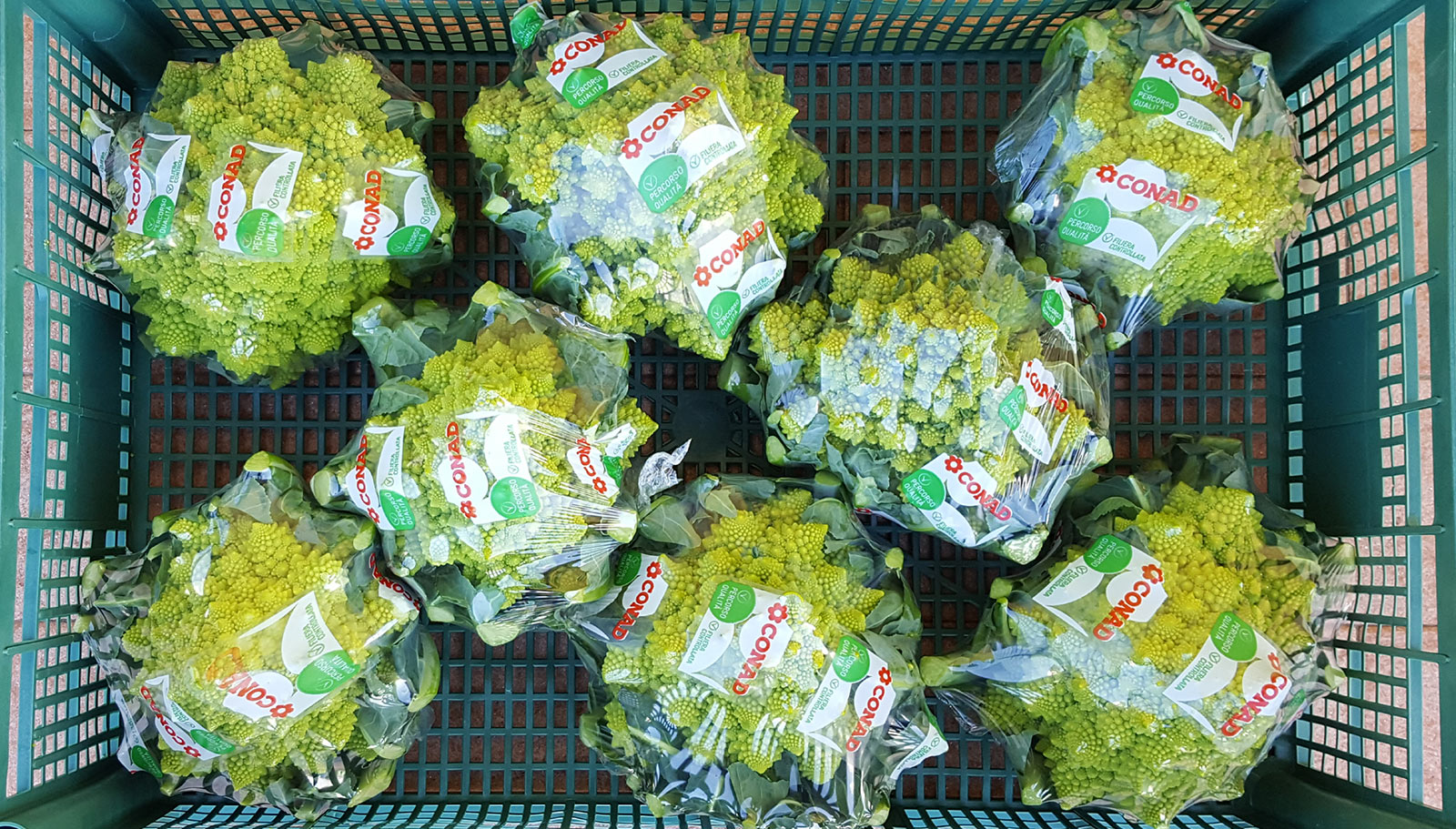 Broccolo