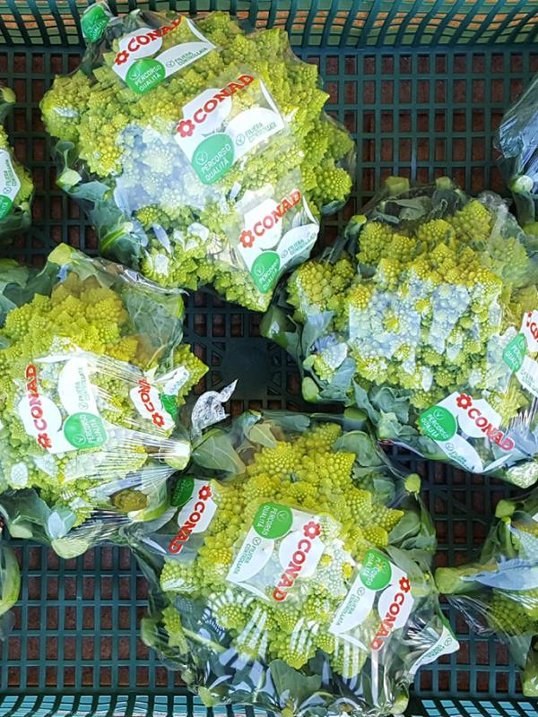 Broccolo