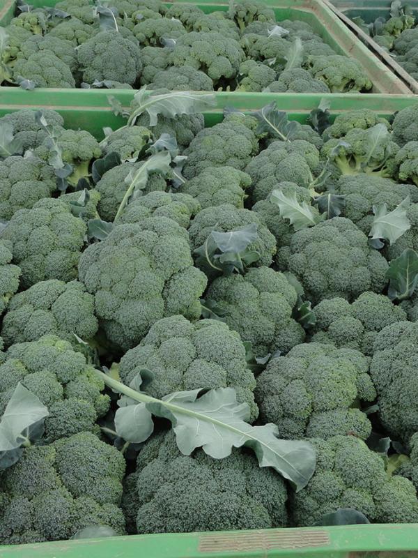Broccoli